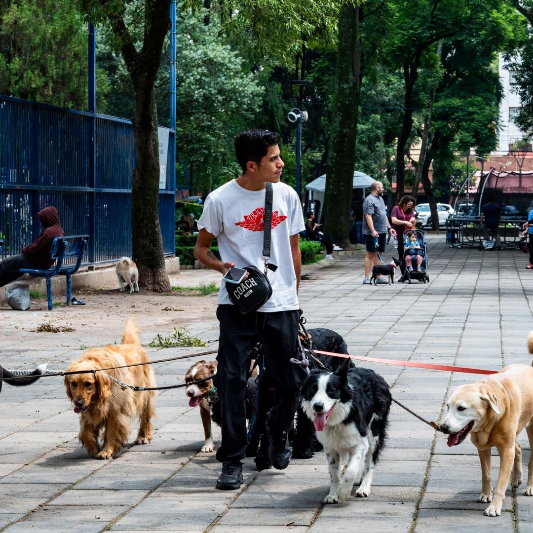 Senado Nueva Ley Bienestar Animal